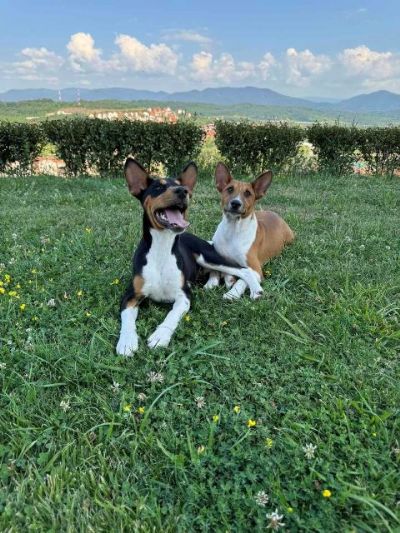 TOP Basenji stenci